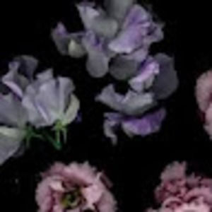 Meet your Posher, Alana